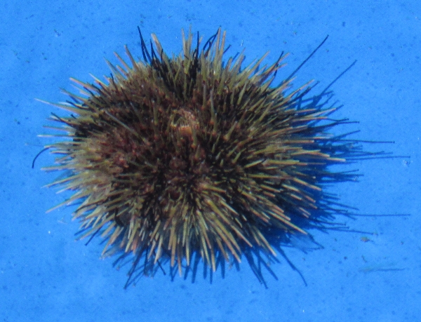 Photo of Strongylocentrotus droebachiensis by <a href="http://morrisoncreek.org/">Kathryn Clouston</a>